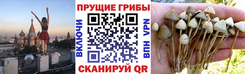 Галлюциногенные грибы прущие грибы  цена   блэк спрут ONION  Черемхово 